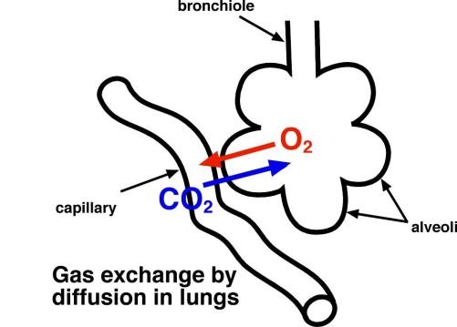 Where is gas exchange? - The respiratory system